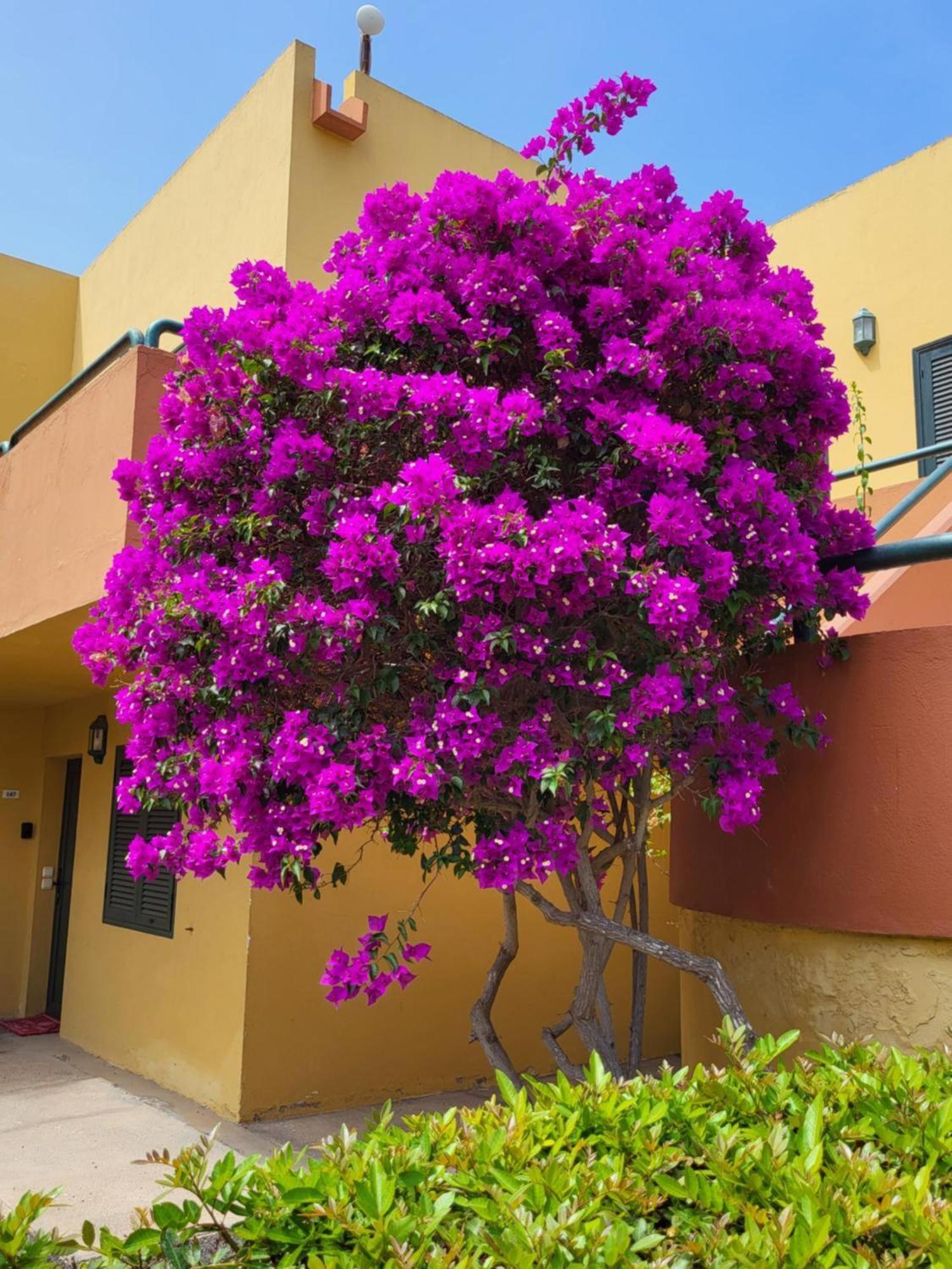 Casa Del Caballero 科拉雷侯 外观 照片